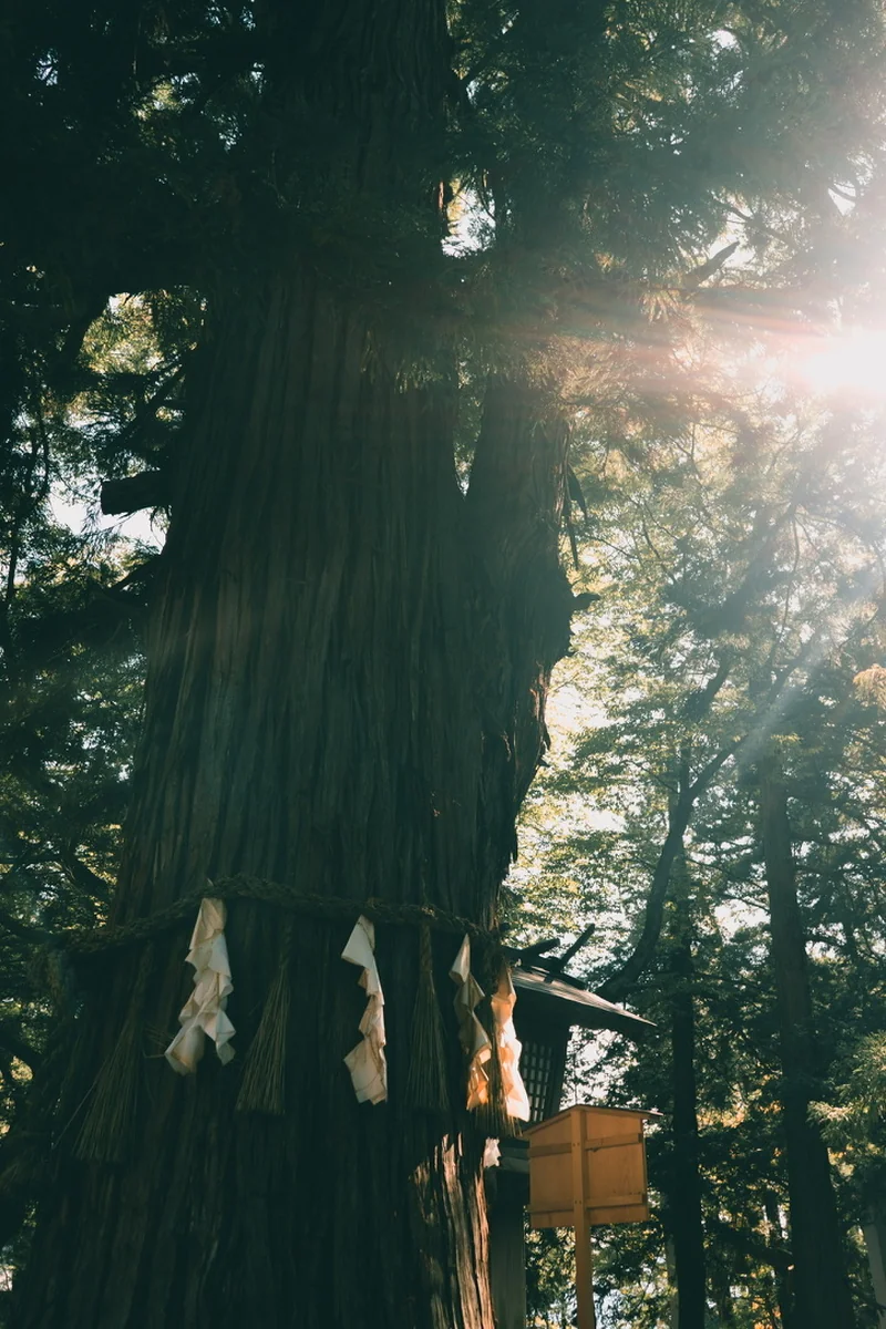 Sunlight filtering through tall trees around a rope-wrapped trunk.