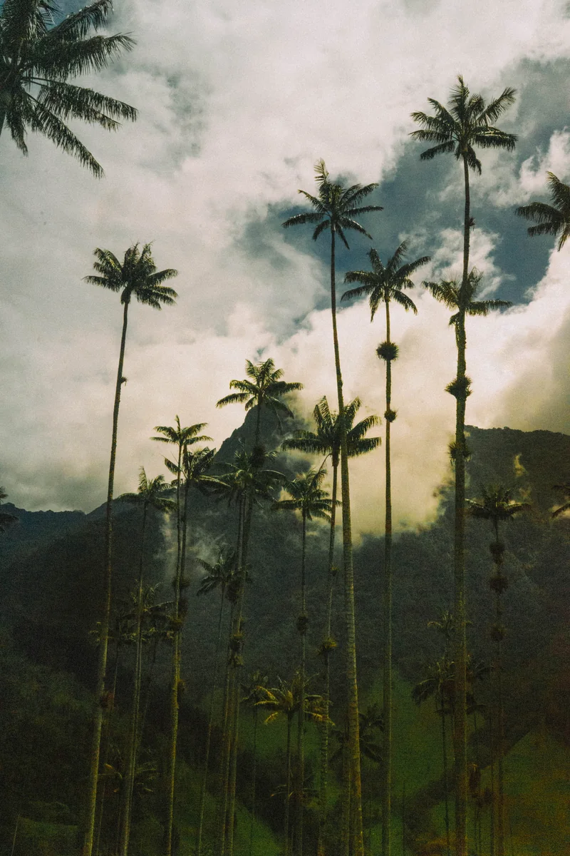 Tall palms rising above green hills beneath a cloudy sky.